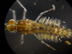 Ephemeroptera