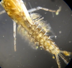 Ephemeroptera