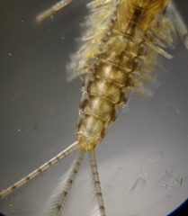 Ephemeroptera