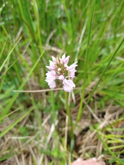 Dactylorhiza maculata ericetorum