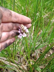 Dactylorhiza maculata ericetorum