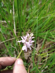 Dactylorhiza maculata ericetorum