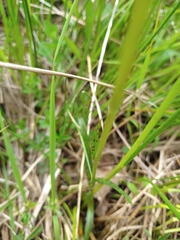 Dactylorhiza maculata ericetorum