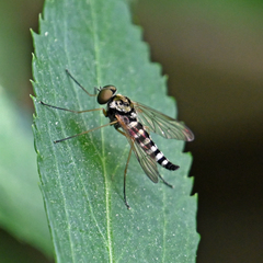 Chrysopilus ornatus