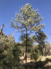 Pinus engelmannii