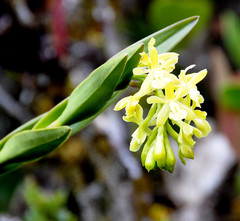 Epidendrum zipaquiranum