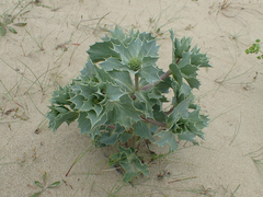 Eryngium maritimum