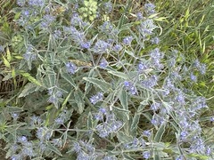 Nepeta parviflora