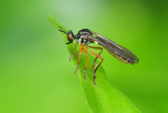 Dioctria bicincta