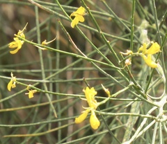 Genista aetnensis