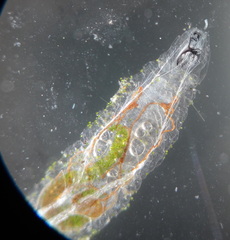 Diptera