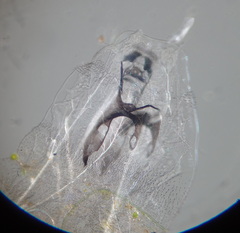 Diptera