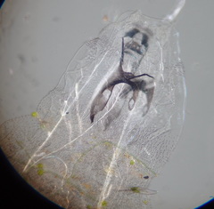 Diptera