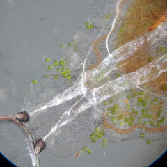 Diptera