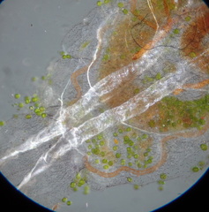 Diptera