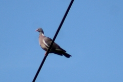 Columba palumbus