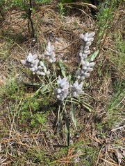 Lupinus villosus