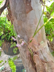 Scaphyglottis stellata