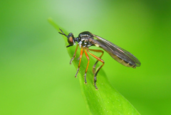 Dioctria bicincta