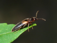 Ampedus areolatus