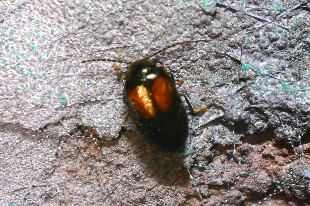 Herthania concinna