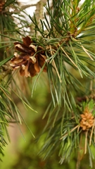 Pinus sylvestris