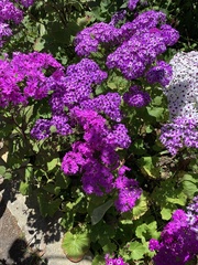 Pericallis × hybrida