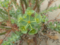Euphorbia paralias
