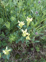 Scutellaria caucasica