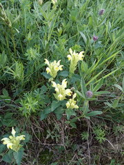 Scutellaria caucasica