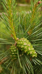 Pinus sylvestris