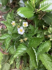 Fragaria vesca