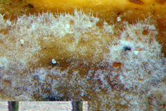 Litschauerella gladiola