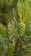 Pinus sylvestris