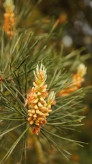 Pinus sylvestris
