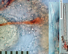 Litschauerella gladiola