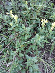 Scutellaria caucasica