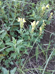 Scutellaria caucasica