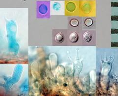 Litschauerella gladiola