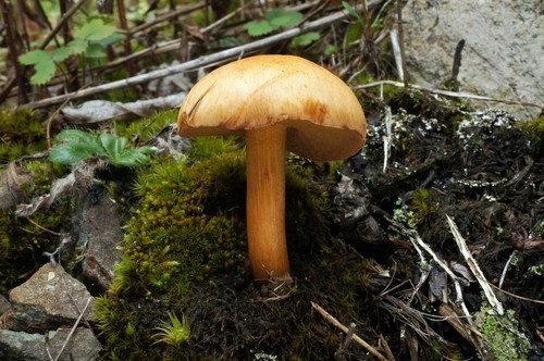 Peppery Bolete