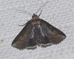 Lophoptera vittigera