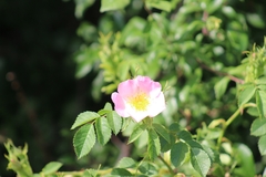 Rosa canina