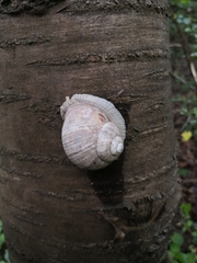 Helix pomatia