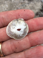 Anomia simplex image