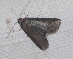 Lophoptera vittigera