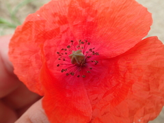 Papaver rhoeas