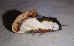 Eudryas unio