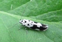 Ethmia quadrillella