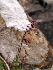 Thalictrum alpinum