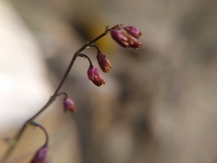 Thalictrum alpinum